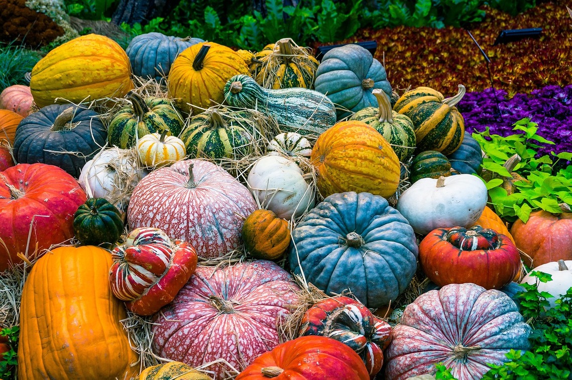 pumpkins