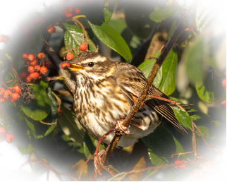 Redwing Xmas