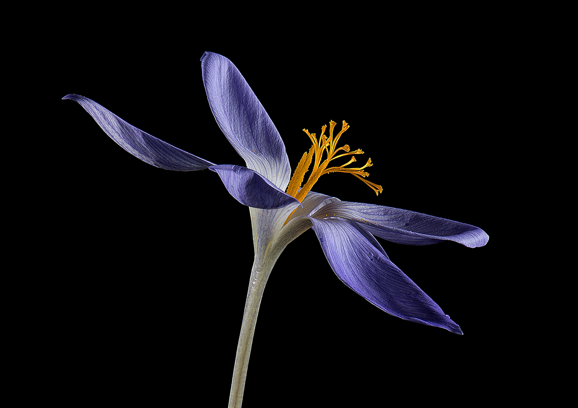 Saffron Crocus