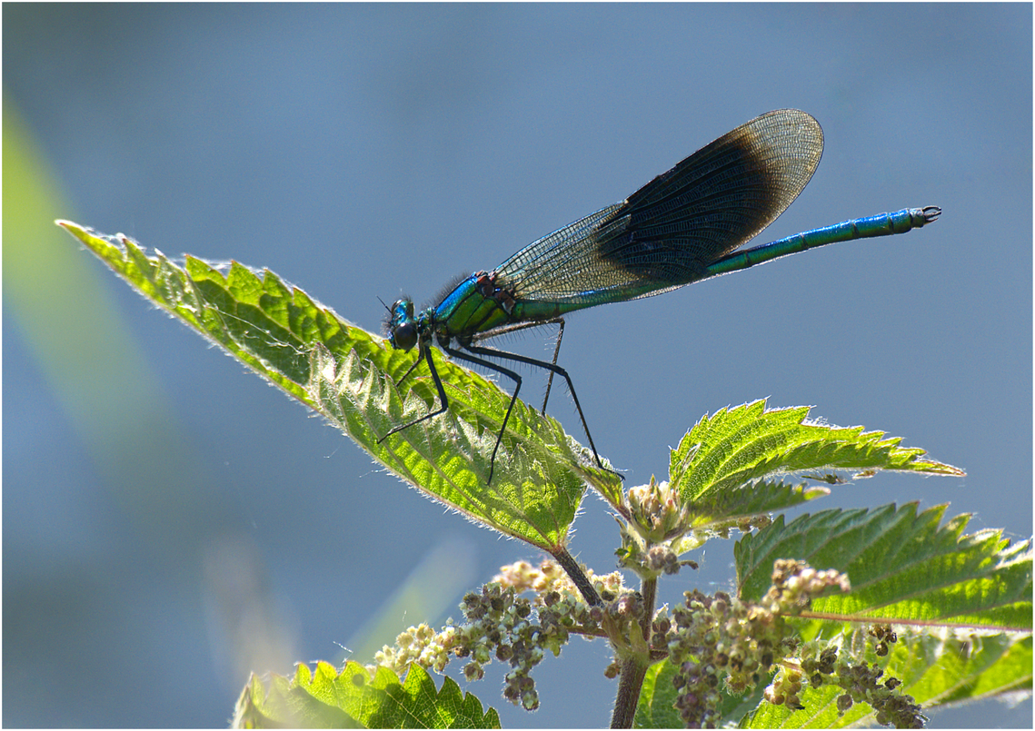 Sitting pretty - Harvey Perkins