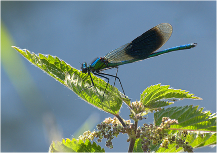 Sitting pretty - Harvey Perkins