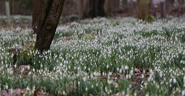 Snow Drops