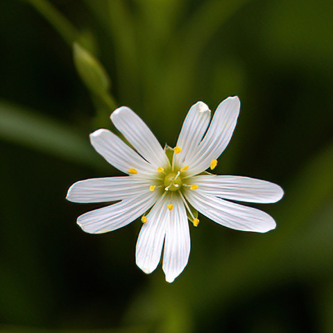 White Flower