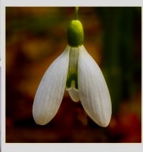 Snowdrop