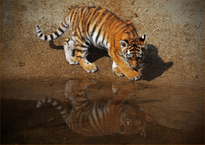 I'm so handsome - Ian Parker