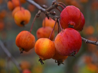 Mellow fruitfulness - Colin Bailey