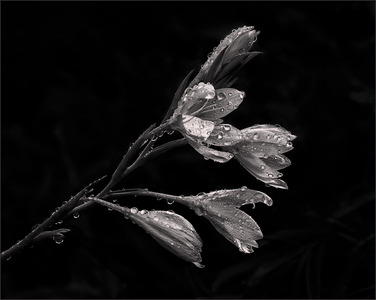 Morning Dew - Ann Laverock