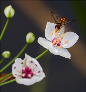 Water Gladiolus served with Marmalade Hoverfly - Mark Rivers