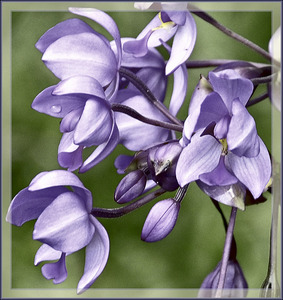 Sweet Purple - Hasje Mousley