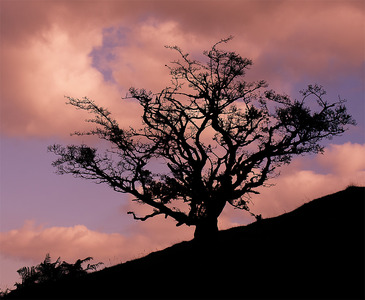 Evening Silhouette - Ann Laverock