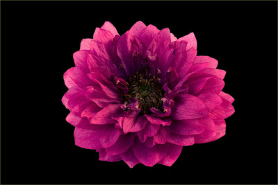 In The Pink - John Laverock