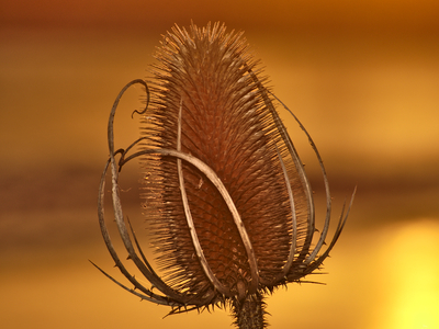 Teasel - Kevin Cannings(1)