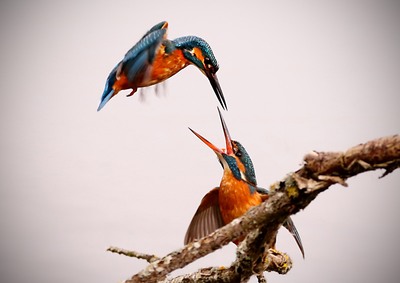 Kingfishers - Ian Parker  (3)
