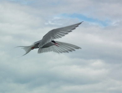 Hovering Arctic Tern - Julie Humphries