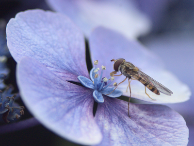 Blue Hydrangea - Kevin Cannings