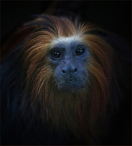 GOLDEN - HEADED LION TAMARIN  - Ian Parker