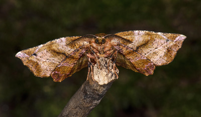 Lilac Beauty Moth - Ann Laverock