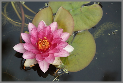 Morning Glory - Peter Cannons