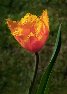 Feathered Tulip - John Laverock