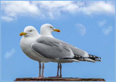 Lunar Gulls - Amanda Green