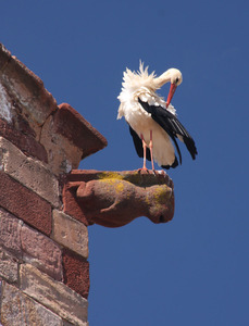 Precarious Preening - Brian Moyse