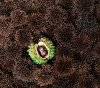 2nd - Prickly - Pat Ainger