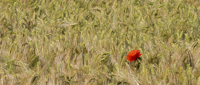 Poppy in the barley - John Laverock