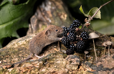 2nd - Autumn Harvest - Ann Laverock