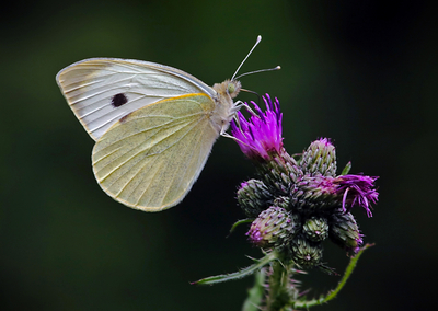 3rd - SUMMER BUTTERFLY - IAN PARKER