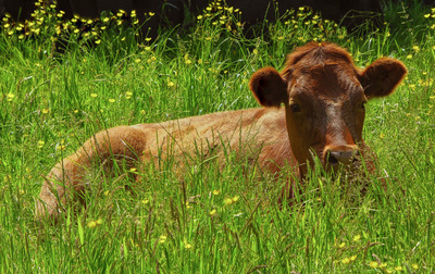 Lazy Days of Summer - Amanda Green