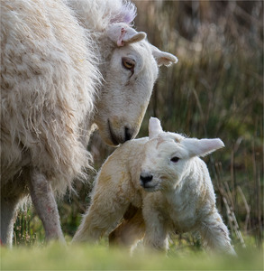 Spring   Lambing season   M Rivers