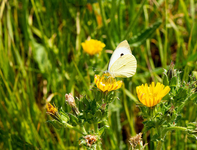 Summer Meadow - John Laverock