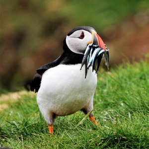 Summer,Feeding the brood David Garnham