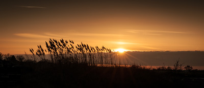 The Last Reeds of Autumn - Tim Stott