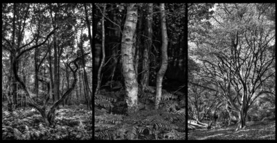1st - Woodland Triptych - Tim Stott