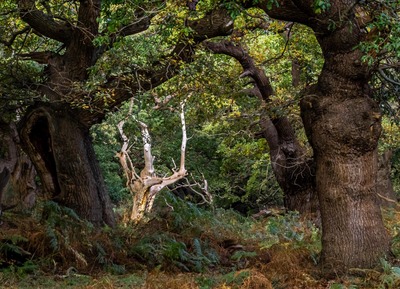 2nd - The Old Stags Head - Pat Ainger