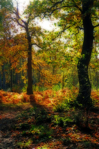 Greenwood in Autumn - Ian Bancroft