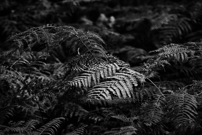 Mysterious Fern - Tim Stott