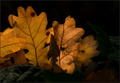 Watch your step! - Ann Laverock