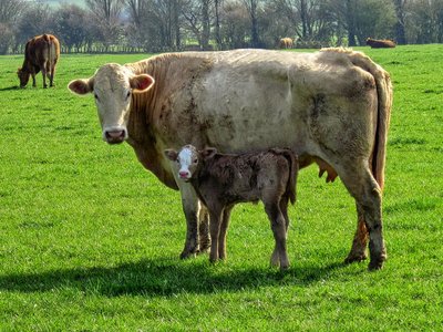 Safe With Mum - Amanda Green