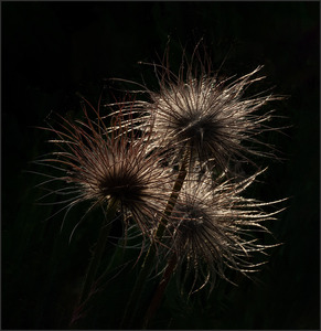 Pulsatilla Seedheads - Ann Laverock