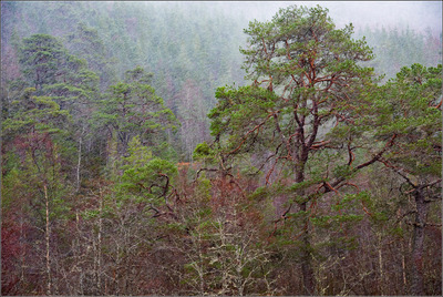 Snowing in the Cairngorms - Mark Rivers