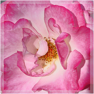 3rd - Rose detail - Hasje Mousley