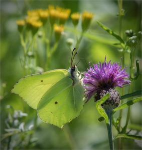 Brimstone - Mark Rivers
