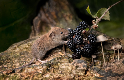 2021/22 Granville Foulger Trophy