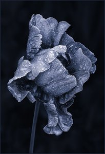 Blue Tulip, Ann Laverock -  3rd