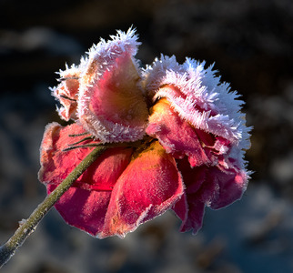Frosty Rose - John Laverock