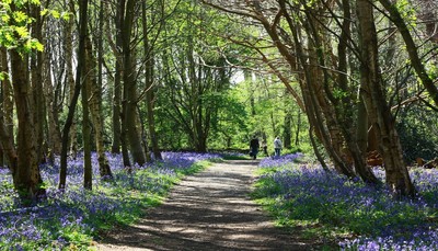 Lavender Walk - Margaret Shaw