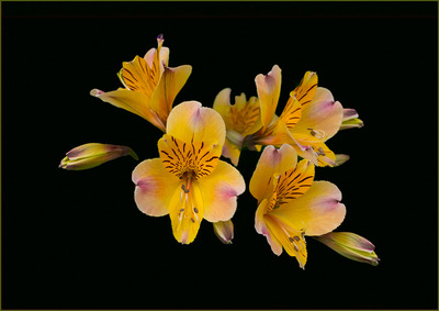 Peruvian Lily - John Laverock