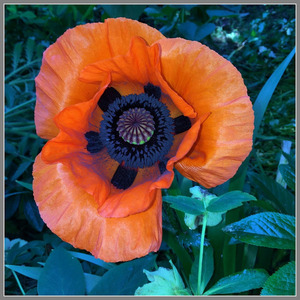 Poppy - Peter Cannons